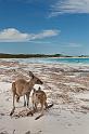 105 Cap le Grand NP, lucky bay